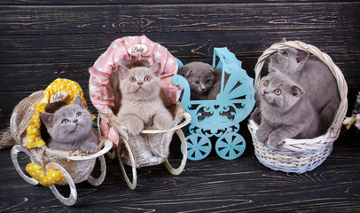 Scottish straight and scottish fold kittens. Funny kitten with decorations