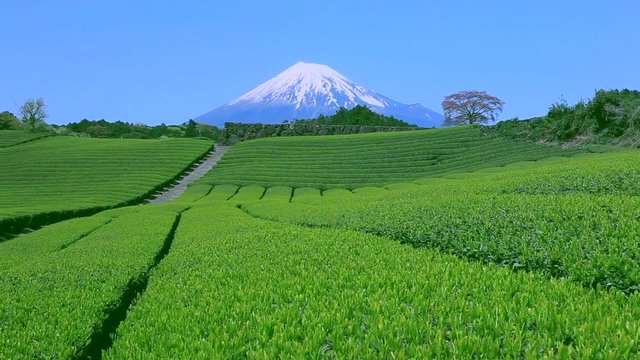 Dolly shot of tea field and Fuji in springtime, Japan