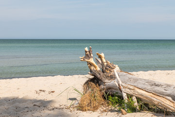 Old tree root is weathered on a beach overlooking the sea