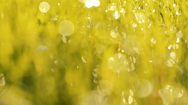 Beautiful shiny and sparkling spring or summer sunny grassy backround. Closeup view of blurry shiny beautiful golden dewy morning grass growing at lawn outdoor. Real time full hd video footage.