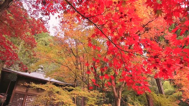 Dolly shot of temple in autumn Japanese maple forest