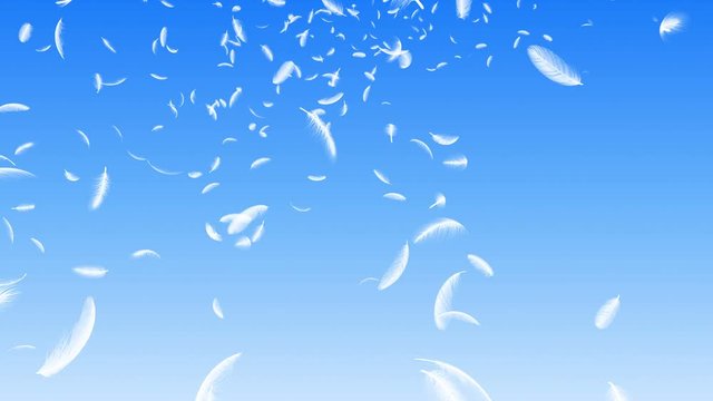 Feather fluffy falling in the wind background