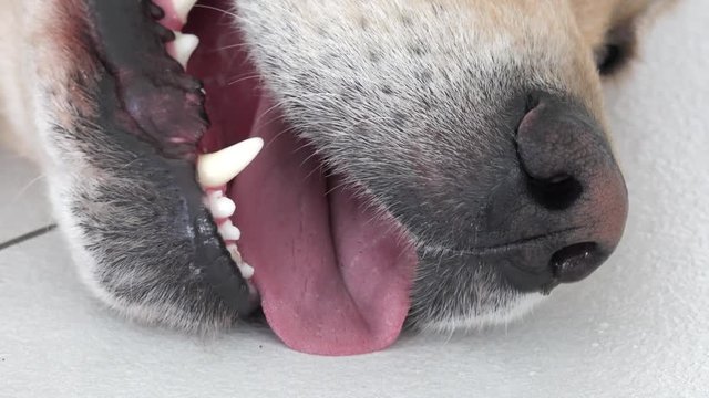 golden retriever dog on white tile with open mouth