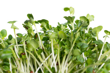 kaiware Daikon Sprouts, radish sprout