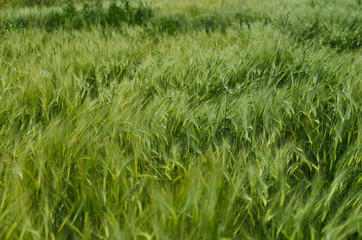 Bright green grass background, nature