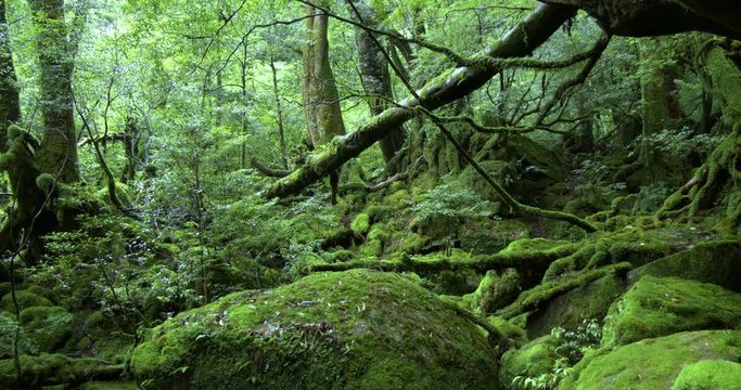 View of trees in forest, Yakushima, Kagoshima Prefecture, Japan