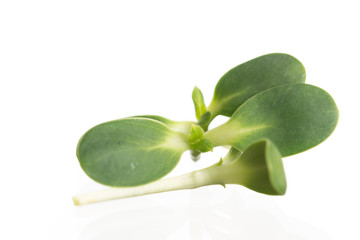 Sunflower sprout close-up isolated on white