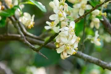 Small white flowers of pomelo fruit