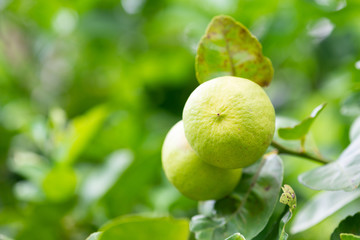 Green limes on a tree.
