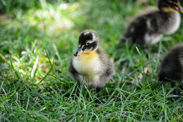 indian runner duck duckling