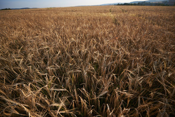 Weizenfeld vor der Ernte