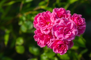 individual flowers are in  focus