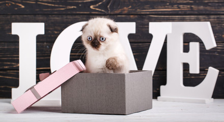 Scottish fold kitten. The kitten sits in a gift box. Valentine's Day greeting card.