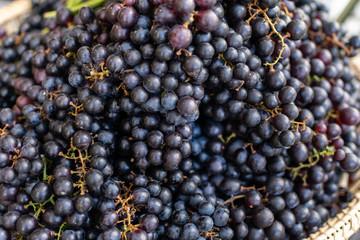 A pile of dark purple grape fruit