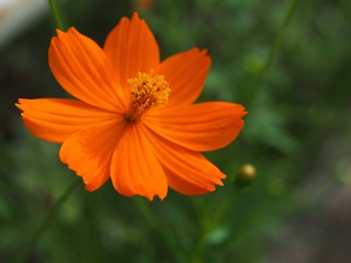 キバナコスモスの花のアップ