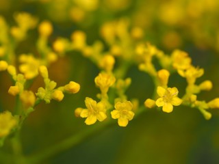 オミナエシの花のアップ