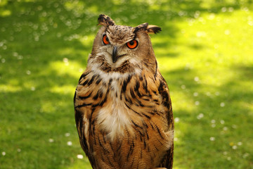 grass owl