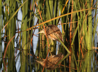 Common little bittern (Ixobrychus minutus) chicks sit on reed stalks in the soft morning light.