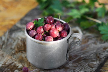 Gooseberries in a metal Cup. Rustic style