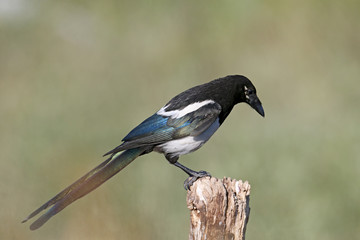 Curious Eurasian magpie (Pica pica) sits on a thick branch against a blurred background. Bird shot at close range close-up. All details of bird plumage and habitus are visible.
