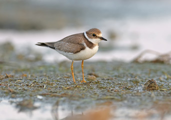 The little ringed plover (Charadrius dubius) was photographed in the winter plumage on the bank of the estuary. Close-up and detailed photo