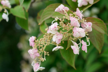 delicate pink flowers garden shrub closeup