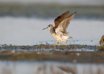 wood sandpiper (Tringa glareola) 