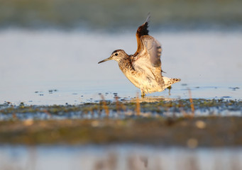 wood sandpiper (Tringa glareola) 