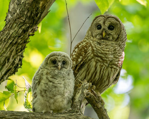 Adult and baby Barred Owls (Strix varia)