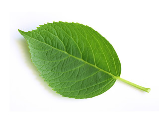 green leaf isolated on white.