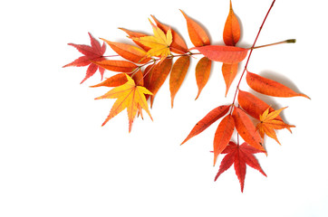 Autumn leaves on a white background