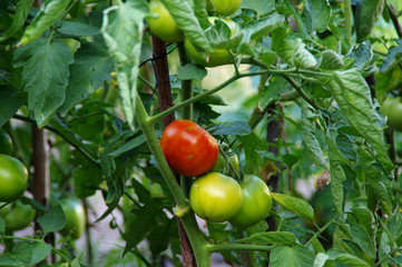 Cultivation of tomatoes in the garden