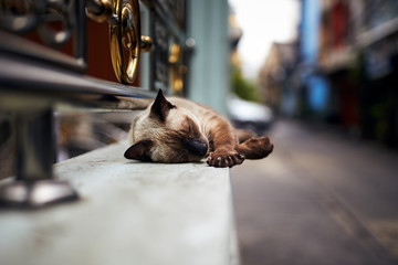 Cat sleeping in the street