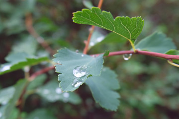 raindrops on a green leafs of a tree. After the rain