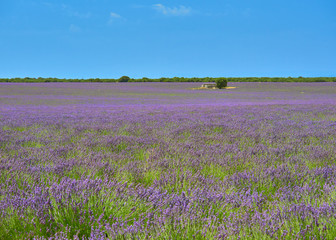 Naklejka na ściany i meble Colorful landscape view of the lavender flower fields blooming during the july lavender festival near the medieval town of Brihuega, Guadalajara, Alcarria, Castilla la Mancha, Spain.