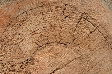 Old tree cut. Cross section of the tree