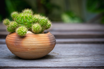 Cactus (Echinopsis) in clay pots on wooden floor