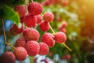 Close up ripe lychee fruits on tree in the plantation,Thailand
