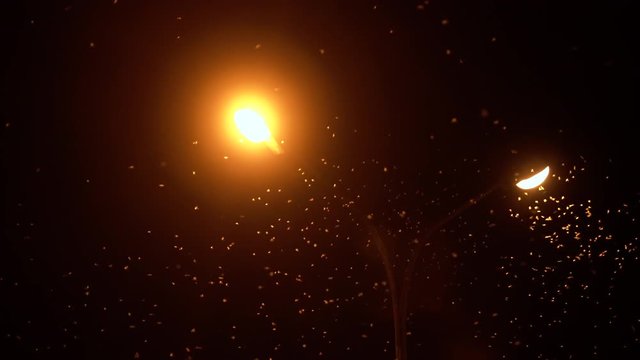 Ephemera hainanensis - mayfly or also known as fishflies, shadflies or up-winged flies. Mayflies swarming around street lights at night time in the city. Mating season, wild insect animals