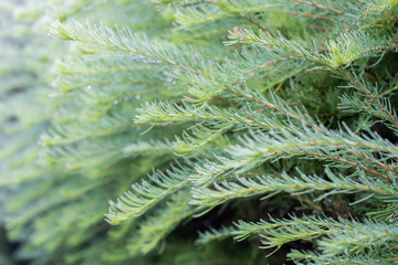 green spruce twigs with water drops