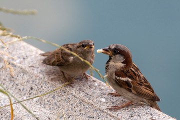 Male house sparrow feeding a fledgling bird