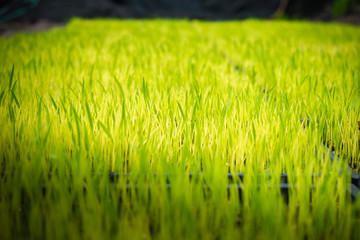 Seedlings of rice ready for planting in rice field.