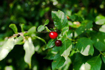 ripe cherry berries closeup, red