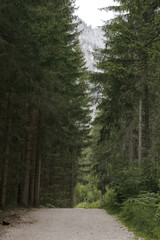 gravel path in the forest with tall fir trees