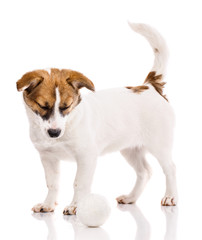 The puppy looks down. Isolated on a white background