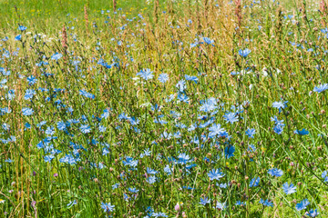 Blue-lilac flowers of food, medicinal plants chicory among the green grass in the field, in the meadow, close-up