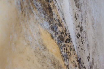 Water damage causing mold growth on the interior walls of a property