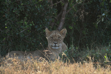 Young male lion, panthera leo, lies on ground facing forward into camera in shade with dark green bush behind. Masai Mara National Reserve, Kenya, East Africa. Wild natural environment african big cat