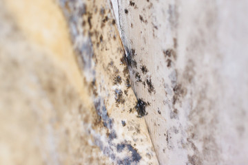 Mold on white background, fungus on white background, bacteria on white surface. Mold growth on...