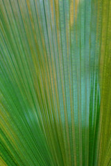 Obraz premium Close to a thick juicy leaf of an exotic plant in a greenhouse